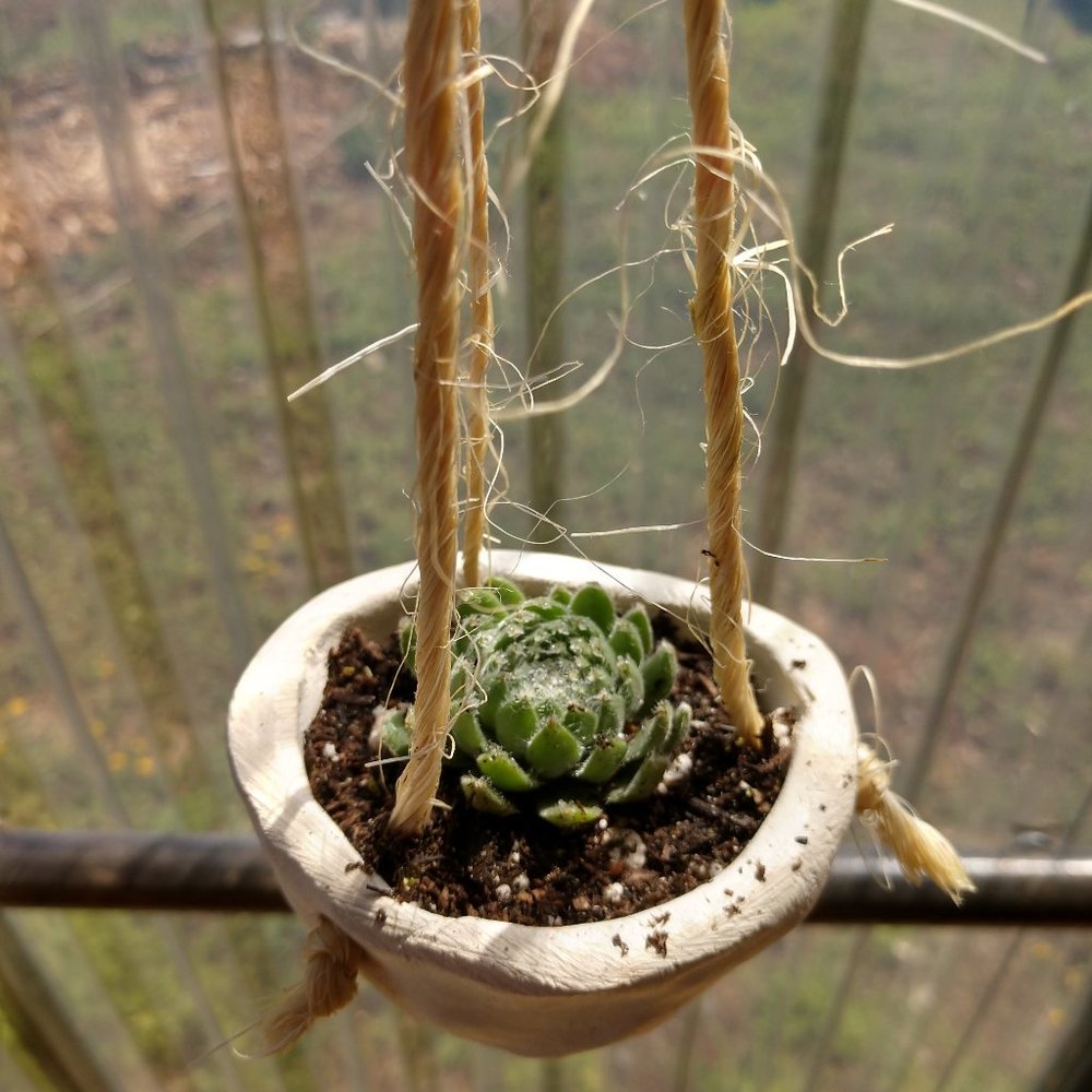 plant succulent in mini handmade hanging pot.